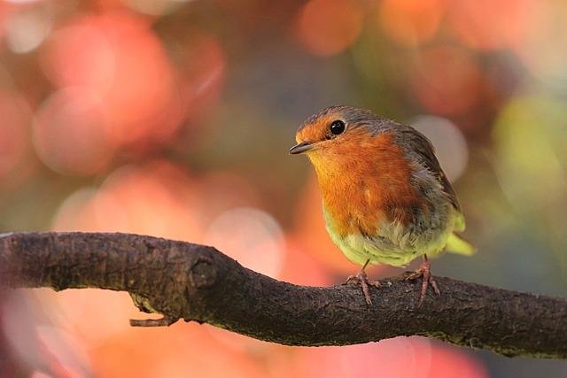 robin, nature, bird, on ast, in the garden