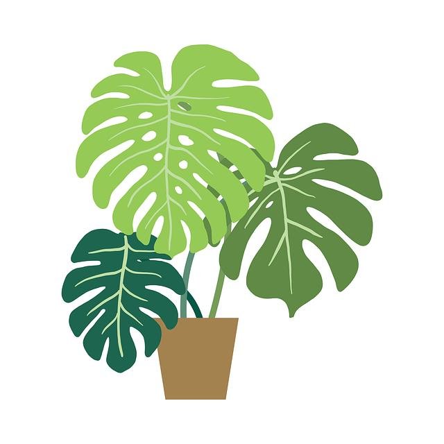 monstera, plant, leaves, nature, potted plant, flora, spring, design, decor